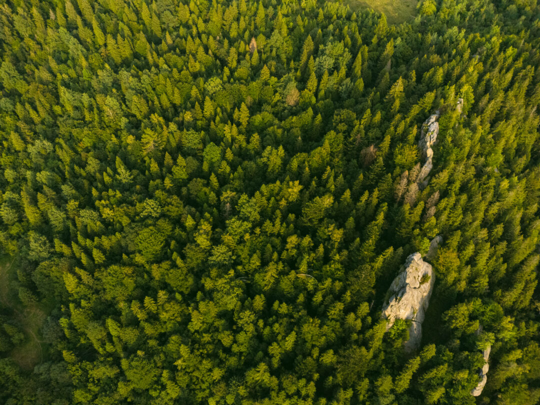 Overhead aerial of forest.