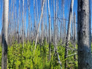 山林火災のサルベー ジ材を再生可能エネルギーに。
